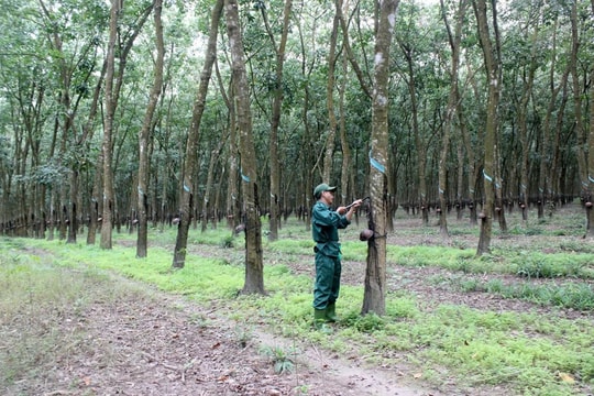 Đồng Nai thu hồi hàng ngàn ha đất cao su để triển khai các dự án trọng điểm Đồng Nai thu hồi hàng ngàn ha đất cao su để triển khai các dự án trọng điểm