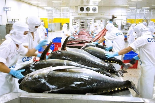 Xuất khẩu cá ngừ nhiều biến động ngay đầu năm 2025 Xuất khẩu cá ngừ nhiều biến động ngay đầu năm 2025