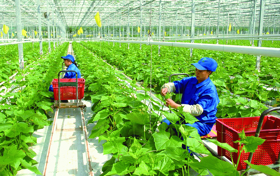 Sản xuất nông nghiệp 2 tháng đầu năm tăng trưởng khả quan Sản xuất nông nghiệp 2 tháng đầu năm tăng trưởng khả quan