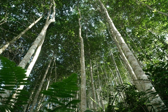Việt Nam sẽ triển khai thí điểm sàn giao dịch carbon từ tháng 6/2025 Việt Nam sẽ triển khai thí điểm sàn giao dịch carbon từ tháng 6/2025