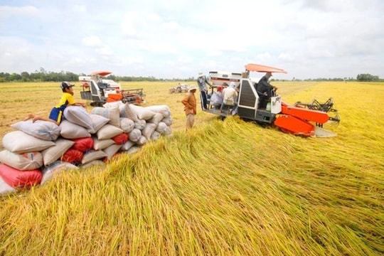 Ngành trồng trọt: Động lực chính của xuất khẩu nông nghiệp Việt Nam Ngành trồng trọt: Động lực chính của xuất khẩu nông nghiệp Việt Nam