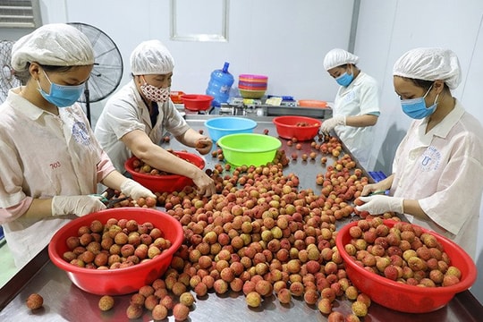 Thủ tướng yêu cầu nghiên cứu giải pháp tăng xuất khẩu trái cây Thủ tướng yêu cầu nghiên cứu giải pháp tăng xuất khẩu trái cây