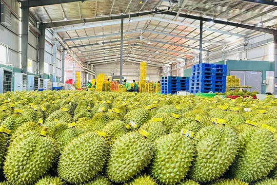 Xuất khẩu rau quả: “Cảnh báo” từ thị trường chủ lực