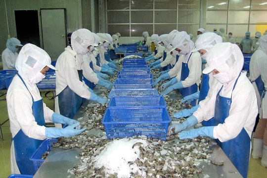 Nhiều biến động trong nhu cầu tiêu thụ tôm tại các thị trường chủ lực đầu năm 2025 Nhiều biến động trong nhu cầu tiêu thụ tôm tại các thị trường chủ lực đầu năm 2025