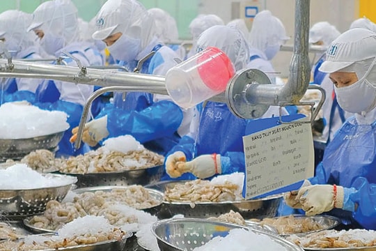 Ngành tôm Việt điều chỉnh chiến lược trước rào cản thuế quan từ Mỹ