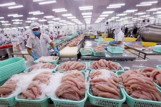 Brazil "mở cửa" thị trường, tạo thuận lợi cho cá tra Việt Nam Brazil "mở cửa" thị trường, tạo thuận lợi cho cá tra Việt Nam