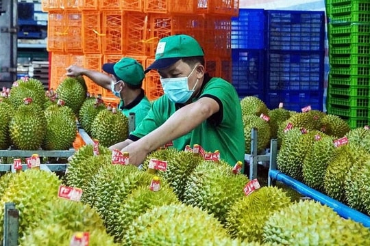 Xuất khẩu rau quả sụt giảm: Sầu riêng đối mặt thách thức lớn, kỳ vọng vào mùa vải thiều Xuất khẩu rau quả sụt giảm: Sầu riêng đối mặt thách thức lớn, kỳ vọng vào mùa vải thiều