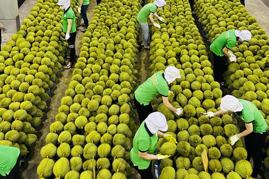 Xuất khẩu trái cây chủ lực sụt giảm mạnh, giá nông sản lao dốc Xuất khẩu trái cây chủ lực sụt giảm mạnh, giá nông sản lao dốc