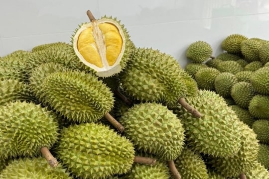 Ban hành quy trình kiểm soát an toàn thực phẩm với sầu riêng tươi xuất khẩu Ban hành quy trình kiểm soát an toàn thực phẩm với sầu riêng tươi xuất khẩu