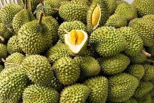 Vinacam kiến nghị làm rõ trách nhiệm vụ sầu riêng bị trả vì dư lượng Cadimi Vinacam kiến nghị làm rõ trách nhiệm vụ sầu riêng bị trả vì dư lượng Cadimi