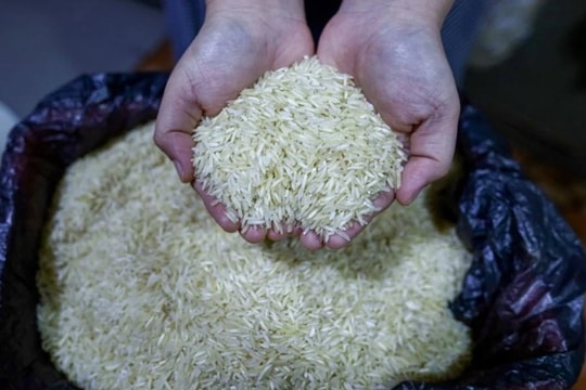 Việt Nam chuẩn bị xuất khẩu lô gạo phát thải thấp đầu tiên sang Nhật Bản Việt Nam chuẩn bị xuất khẩu lô gạo phát thải thấp đầu tiên sang Nhật Bản