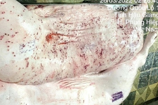 Bản tin trưa 6/6: Kết quả xác minh việc đóng dấu sai sản phẩm lợn bệnh của Công ty C.P. Việt Nam Bản tin trưa 6/6: Kết quả xác minh việc đóng dấu sai sản phẩm lợn bệnh của Công ty C.P. Việt Nam