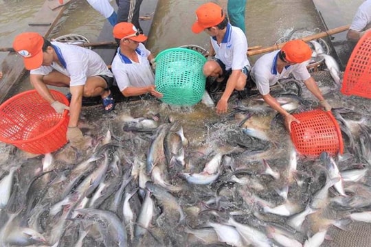 Bản tin trưa 23/6: Mỹ áp thuế 0% với nhiều doanh nghiệp xuất khẩu cá tra Việt Nam Bản tin trưa 23/6: Mỹ áp thuế 0% với nhiều doanh nghiệp xuất khẩu cá tra Việt Nam