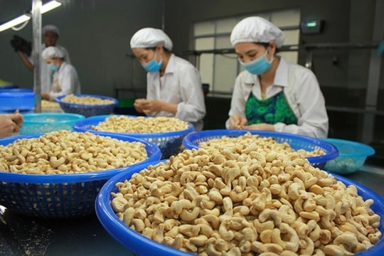 Xuất khẩu điều năm 2025 tăng tốc, hướng đến mốc 4,5 tỷ USD Xuất khẩu điều năm 2025 tăng tốc, hướng đến mốc 4,5 tỷ USD