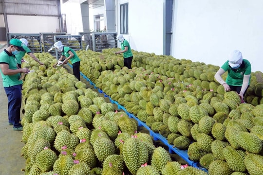 Định vị lại trái cây Việt trên thị trường quốc tế Định vị lại trái cây Việt trên thị trường quốc tế