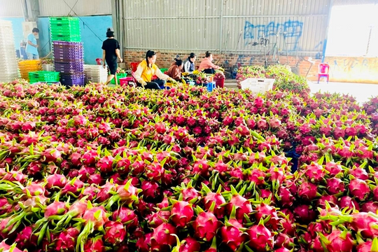 Bộ Nông nghiệp - Môi trường công bố đầu mối hỗ trợ xuất khẩu nông sản sang châu Âu Bộ Nông nghiệp - Môi trường công bố đầu mối hỗ trợ xuất khẩu nông sản sang châu Âu