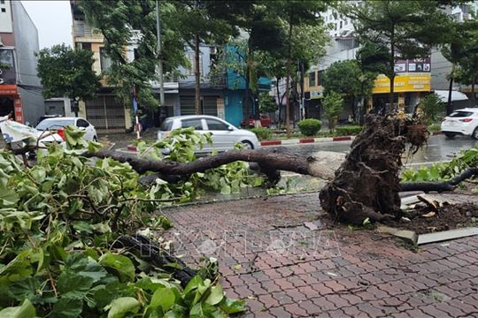 TP.HCM ban hành văn bản khẩn ứng phó bão số 3 TP.HCM ban hành văn bản khẩn ứng phó bão số 3