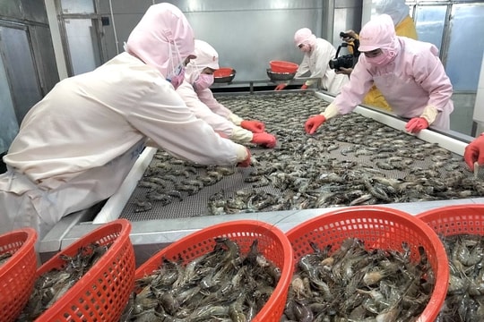 Trung Quốc vượt Mỹ, trở thành thị trường xuất khẩu tôm lớn nhất của Việt Nam. Trung Quốc vượt Mỹ, trở thành thị trường xuất khẩu tôm lớn nhất của Việt Nam.