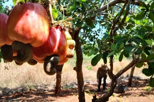 Hải quan tháo gỡ vướng mắc cho doanh nghiệp nhập khẩu điều thô từ châu Phi Hải quan tháo gỡ vướng mắc cho doanh nghiệp nhập khẩu điều thô từ châu Phi