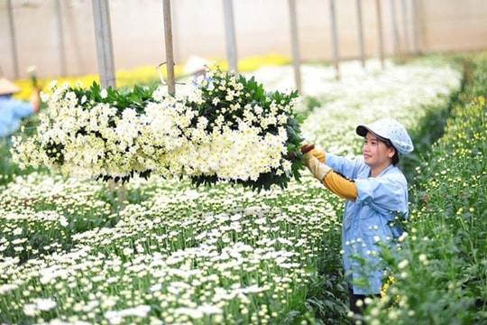Xuất khẩu hoa và lá cây mang về hơn 43 triệu USD cho Việt Nam