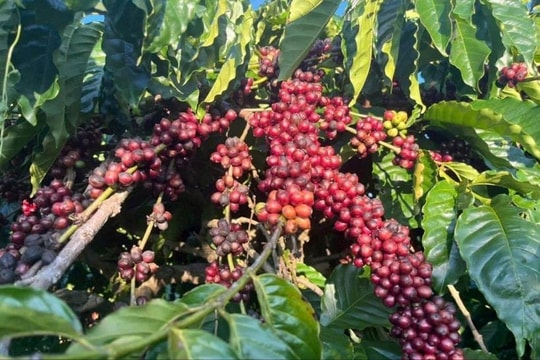 Thị trường hàng hóa nguyên liệu trái chiều: Cà phê bật tăng mạnh, ngô tiếp tục giảm sâu