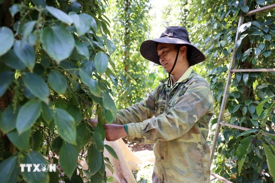 Giá hồ tiêu trong nước và thế giới cùng tăng, triển vọng nửa cuối năm khởi sắc Giá hồ tiêu trong nước và thế giới cùng tăng, triển vọng nửa cuối năm khởi sắc
