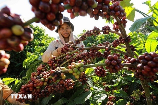 Giá cà phê đảo chiều tăng mạnh, xuất khẩu lập kỷ lục Giá cà phê đảo chiều tăng mạnh, xuất khẩu lập kỷ lục