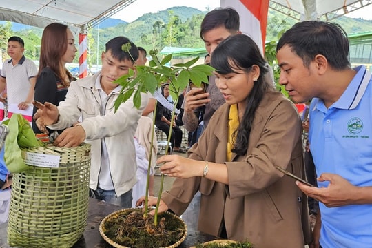 THACO dự kiến đầu tư 1.250 ha trồng sâm Ngọc Linh và dược liệu tại Đà Nẵng THACO dự kiến đầu tư 1.250 ha trồng sâm Ngọc Linh và dược liệu tại Đà Nẵng