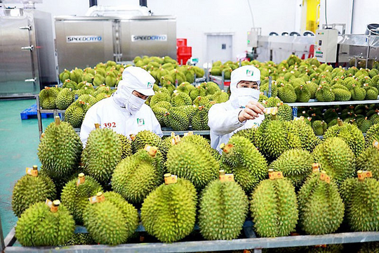 Sầu riêng Việt bứt tốc trên thị trường quốc tế Sầu riêng Việt bứt tốc trên thị trường quốc tế