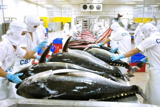 Xuất khẩu cá ngừ tăng ở EU nhưng vẫn khó bứt phá cuối năm Xuất khẩu cá ngừ tăng ở EU nhưng vẫn khó bứt phá cuối năm