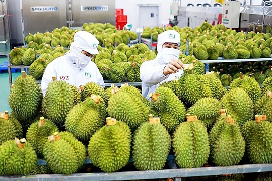 Xuất khẩu nông sản tăng tốc, hướng tới mục tiêu 65 tỷ USD năm 2025 Xuất khẩu nông sản tăng tốc, hướng tới mục tiêu 65 tỷ USD năm 2025