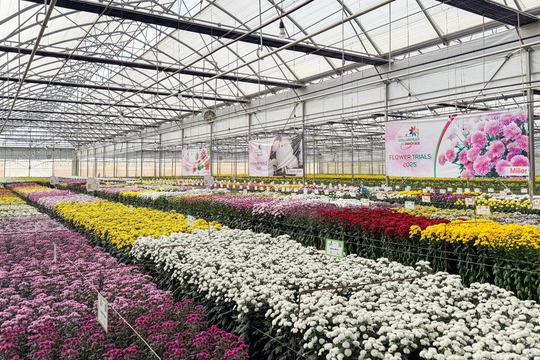 Công ty hoa tại Đà Lạt chi hơn 4.500 tỷ đồng thâu tóm doanh nghiệp hoa Australia Công ty hoa tại Đà Lạt chi hơn 4.500 tỷ đồng thâu tóm doanh nghiệp hoa Australia
