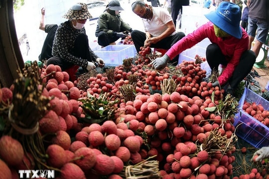 Xuất khẩu vải thiều lập kỷ lục mới Xuất khẩu vải thiều lập kỷ lục mới