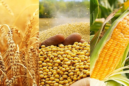 Trung Quốc tăng nhập khẩu nông sản từ Brazil Trung Quốc tăng nhập khẩu nông sản từ Brazil