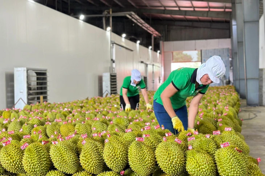 Trung Quốc siết kiểm soát sầu riêng nhập khẩu từ Việt Nam Trung Quốc siết kiểm soát sầu riêng nhập khẩu từ Việt Nam