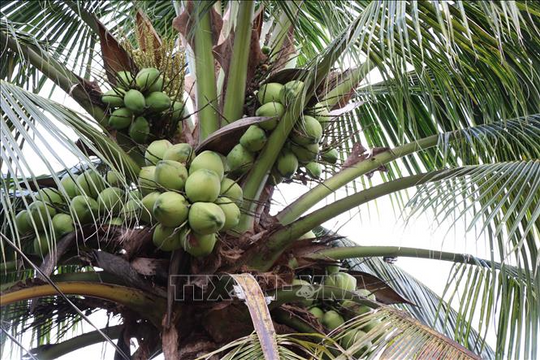 Dừa khô Vĩnh Long đạt mức giá cao nhất lịch sử Dừa khô Vĩnh Long đạt mức giá cao nhất lịch sử