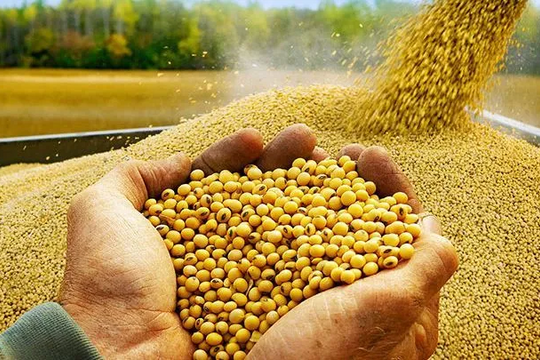 Thị trường nông sản toàn cầu biến động vì Trung Quốc dừng mua đậu tương Mỹ Thị trường nông sản toàn cầu biến động vì Trung Quốc dừng mua đậu tương Mỹ