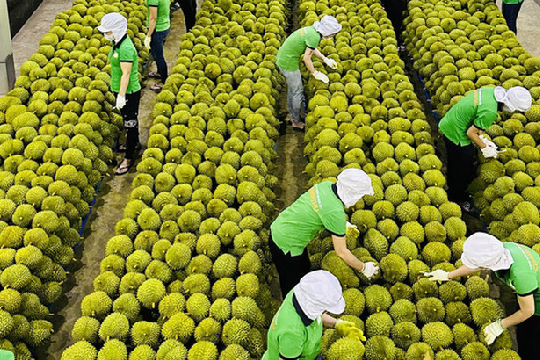 Xuất khẩu rau quả sang Trung Quốc bứt phá Xuất khẩu rau quả sang Trung Quốc bứt phá