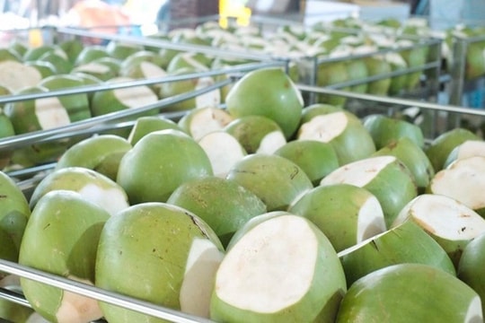 Xuất khẩu dừa Việt Nam tăng tốc, Mỹ vươn lên dẫn đầu