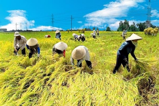 NHNN mở rộng quy mô tín dụng nông nghiệp lên 185.000 tỷ đồng NHNN mở rộng quy mô tín dụng nông nghiệp lên 185.000 tỷ đồng