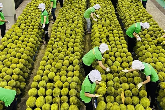 Xuất khẩu nông sản Việt Nam dự kiến cán mốc 67 tỷ USD cuối năm 2025 Xuất khẩu nông sản Việt Nam dự kiến cán mốc 67 tỷ USD cuối năm 2025