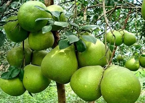 Thêm một loại trái cây Việt Nam chinh phục thị trường Australia Thêm một loại trái cây Việt Nam chinh phục thị trường Australia