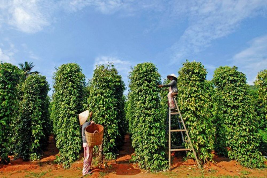 Kiến nghị tháo gỡ rào cản thuế, khơi thông dòng vốn cho doanh nghiệp nông nghiệp Kiến nghị tháo gỡ rào cản thuế, khơi thông dòng vốn cho doanh nghiệp nông nghiệp