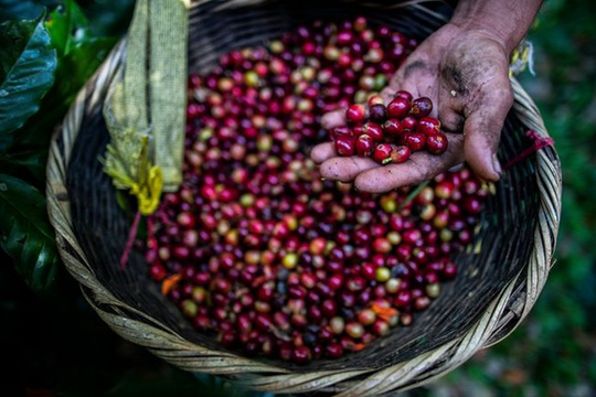 Nguồn cung thắt chặt, giá cà phê leo lên mức cao nhất trong nhiều tháng