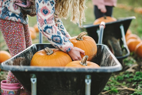 Từ thực phẩm an toàn đến kỷ nguyên trồng cây làm sạch môi trường