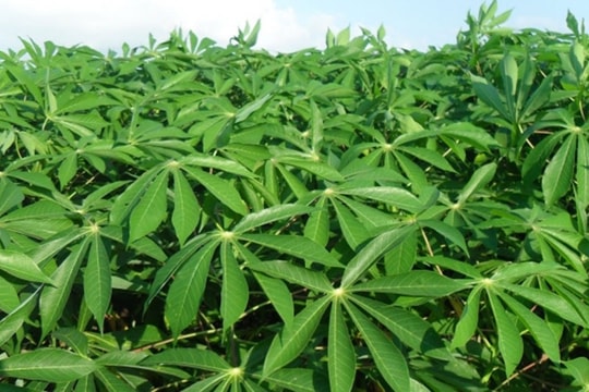 Nhóm sản phẩm lá xuất khẩu tăng tốc, mang về hơn 10 triệu USD trong 10 tháng