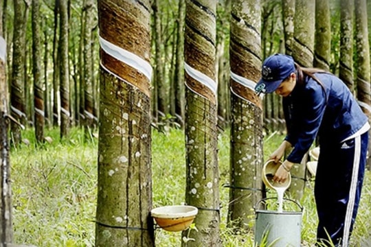 Xuất khẩu cao su năm 2025 ước tăng 3%, đạt mốc 11 tỷ USD