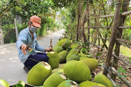 Từ 1/6/2026, mít tươi Việt Nam được phép xuất khẩu chính ngạch sang Trung Quốc
