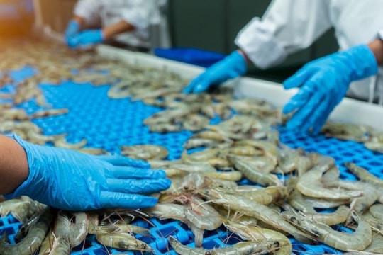 Xuất khẩu tôm Việt Nam hướng tới kỷ lục 4,6 tỷ USD trong năm 2025