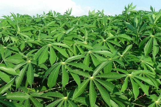 Xuất khẩu lá tăng trưởng ấn tượng, mở thêm dư địa cho ngành rau quả